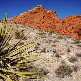 Desert, near Las Vegas, Nevada by Robert Niemeier