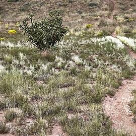 Desert Path with Cactus by Mary Lee Dereske
