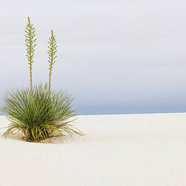 Desert Resilience in White Sands National Park by Kevin Schwalbe