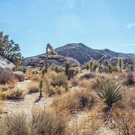 Desertscape by Alison Frank