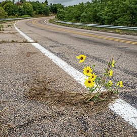 Determined Flowers by Mary Lee Dereske