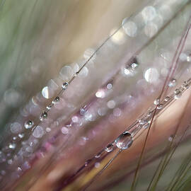Dew by Ursula Abresch
