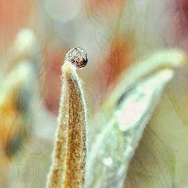 Dewy Leaf Close-Up by Bruce Block
