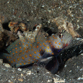 Orange Spotted Goby by Brian Weber