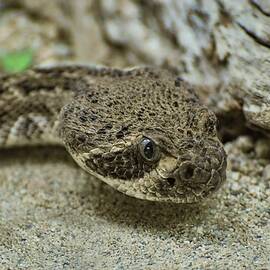 Diamondback Rattlesnake  by Rebecca Herranen