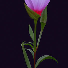 Digitally Painted Bluebell by Sue Leonard