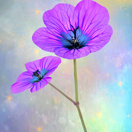 Digitally painted purple Geranium with a fairytale effect.  by Sue Leonard