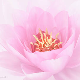 Digitally Painted Water Lily by Sue Leonard