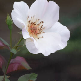 Digitally painted wild Rose by Sue Leonard