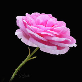  Digititally Painted Pink Rose by Sue Leonard