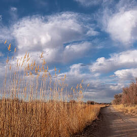Dirt Road near Abeytas New Mexico by Mary Lee Dereske