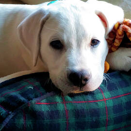 Do you want to play by Waterdancer