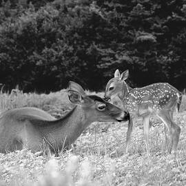 Doe and Fawn Share a Tender Moment in Black and White by Nikki Marie Smith