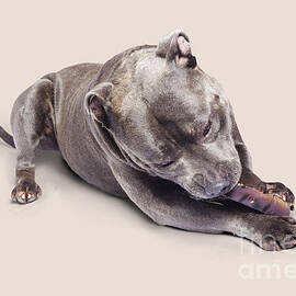 Dog eating chew toy by Jorgo Photography