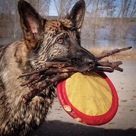 Dog Holding Disc and Sticks by Mary Lee Dereske