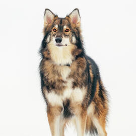 Dog in snow by Grant Glendinning