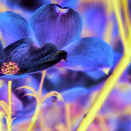 Dogwoods after a spring rain by Bruce Block