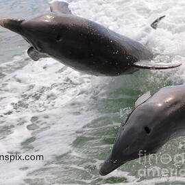 Dolphins Leaping Through Water by Donn Ingemie
