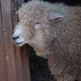 domestic sheep 3 by Flees Photos