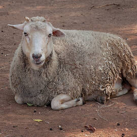 domesticated sheep 1 by Flees Photos