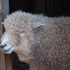 domesticated sheep 2 by Flees Photos