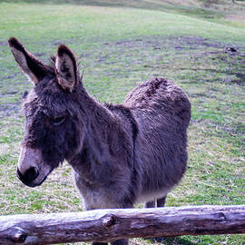 donkey in a barnyard by Flees Photos