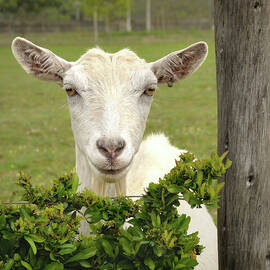 Goat Portrait in the Pasture by Rebecca Herranen