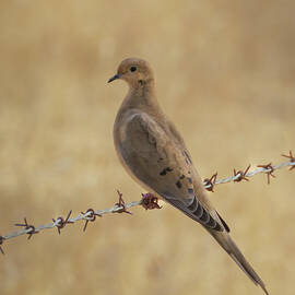 Dove on a Wire by Mike Lee