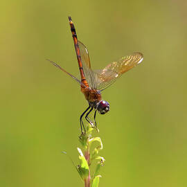 Dragonfly 11A by Sally Fuller