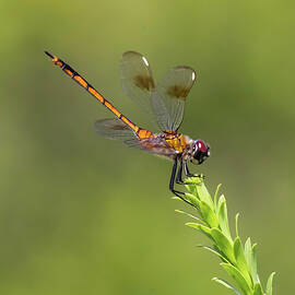 Dragonfly 12A by Sally Fuller