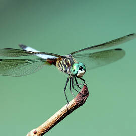 Dragonfly 15A by Sally Fuller