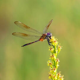 Dragonfly 2A by Sally Fuller