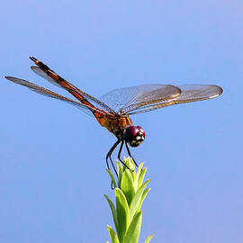 Dragonfly 5A by Sally Fuller