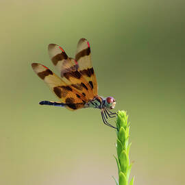 Dragonfly 7A by Sally Fuller