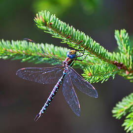 Dragonfly on a pine tree branch by Tatiana Travelways