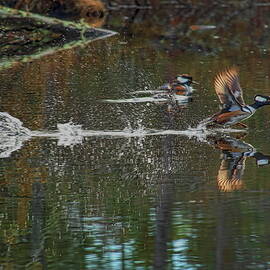 Drake Hooded Merganser Running On Water by Dale Kauzlaric