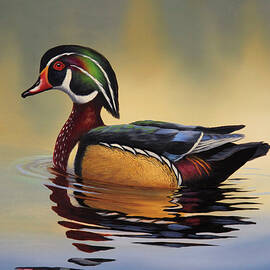 Drake Wood Duck on Pond Canvas Print by Guy Crittenden - Metal Posters