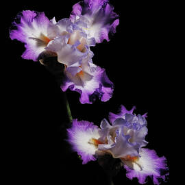 Dramatic Iris by Jean Noren