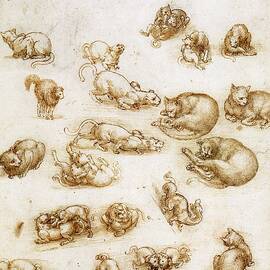 Drawings Of Cats by Sheila Terry / Science Photo Library
