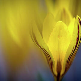 Dreamy by Ursula Abresch