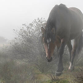Dreary Morning. by Paul Martin