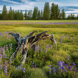 Driftwood and Lupines by Mike Lee