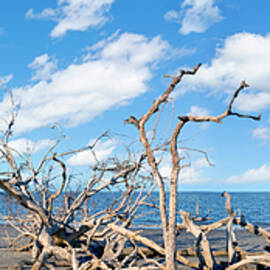 Driftwood Beach on Jekyll Island by Kelley King