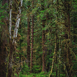 Dripping Trees - Hoh Rainforest, Washington State - Vertical by Abbie Matthews