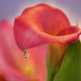 Red Calla Water Drop by Mary Jo Allen