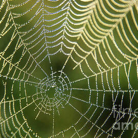 Droplets of dew on a spiders web by Neale And Judith Clark