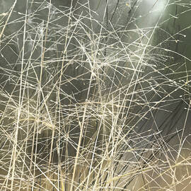 Dry Lace by Gina Harrison