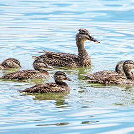 Duck Family by Matt Halvorson