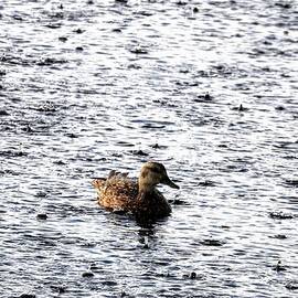 Duck in the Rain by Amanda R Wright