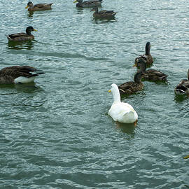 Ducks and Geese swimming by Flees Photos
